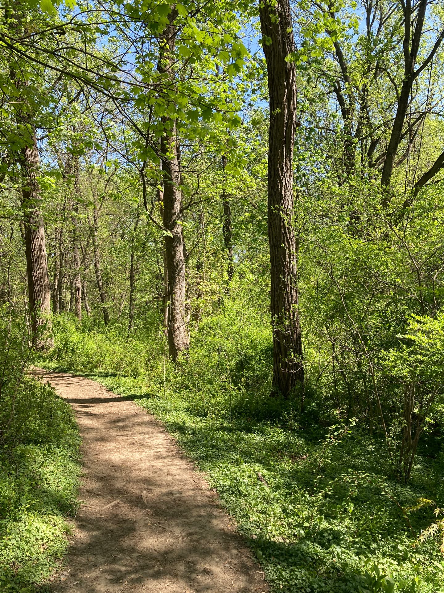 A sunlit path winding through lush green woodland